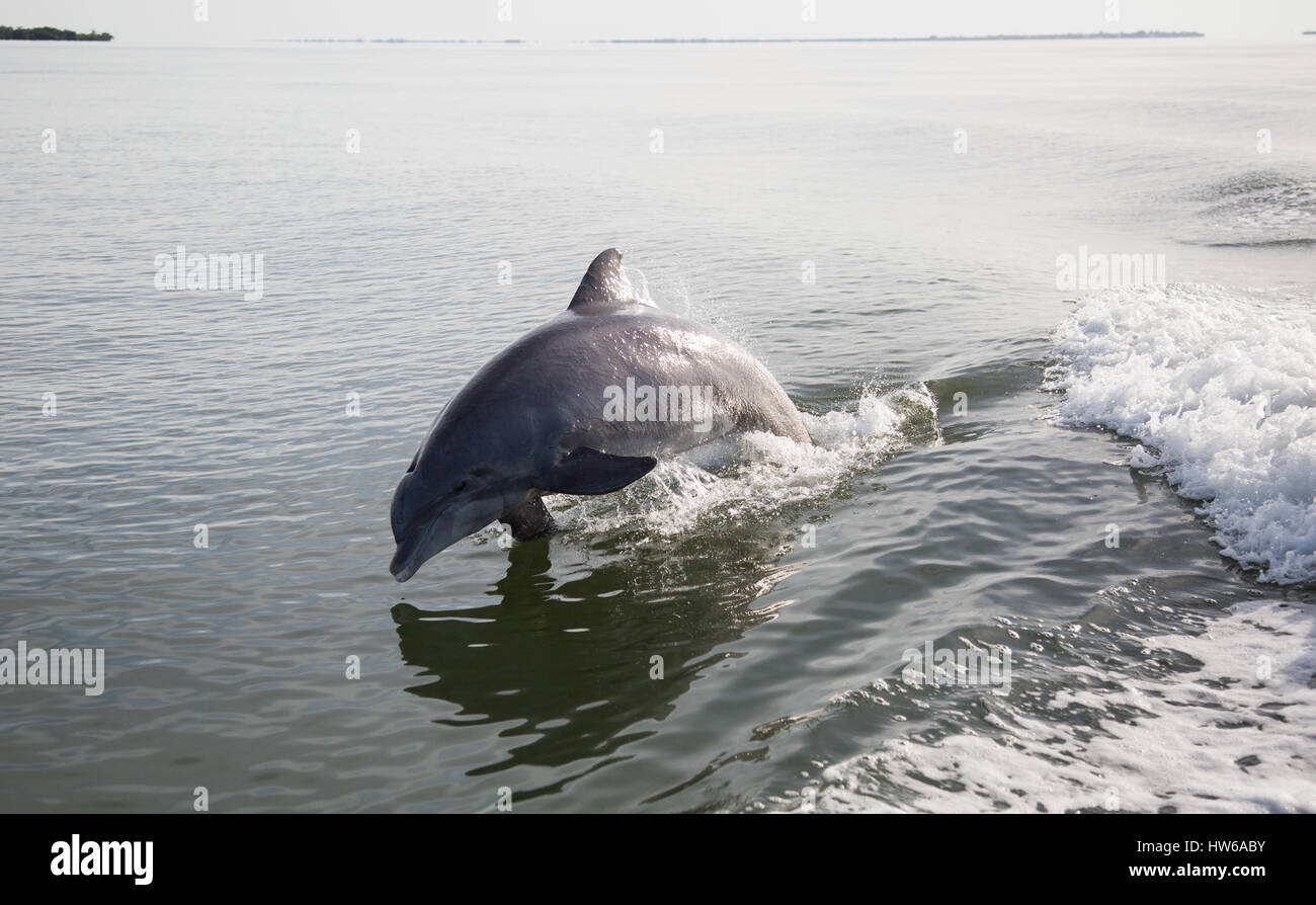Delfine springen im Gefolge des Bootes, das Passagiere befördert Nach Cabbage Key Florida Stockfoto Delfine springen im Gefolge des Bootes, das Passagiere befördert Nach Cabbage Key Florida Stockfoto