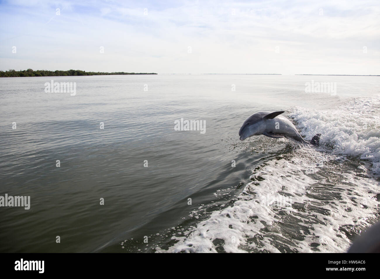 Delfin springt im Gefolge des Bootes, das Passagiere befördert Zum Kohl-Schlüssel Stockfoto Delfin springt im Gefolge des Bootes, das Passagiere befördert Zum Kohl-Schlüssel Stockfoto