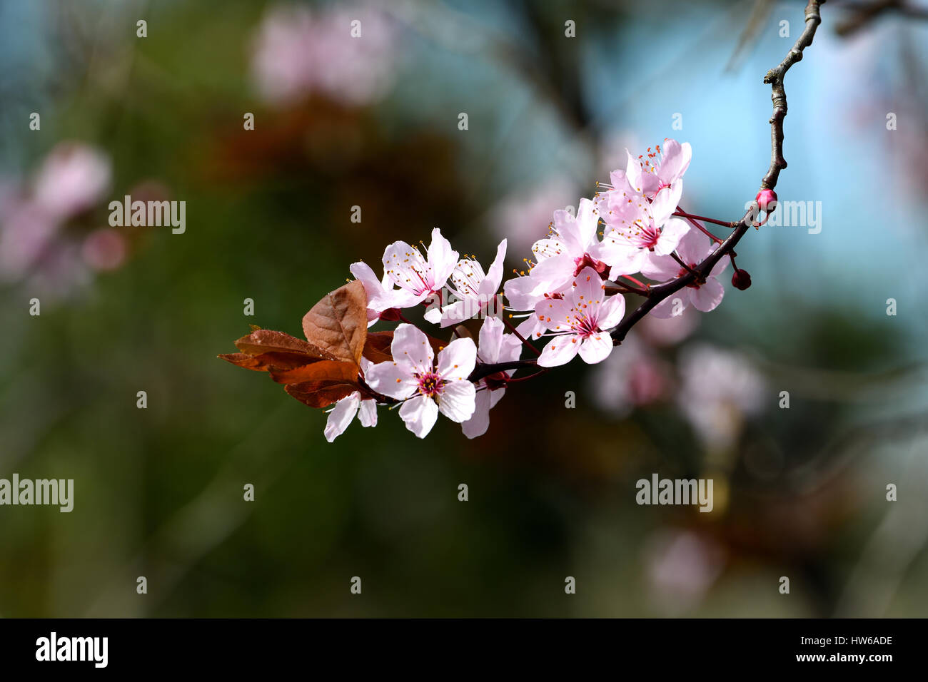 Frühling Kirschblüte mit kontrastierenden Winter verlässt noch beigefügten Stockfoto