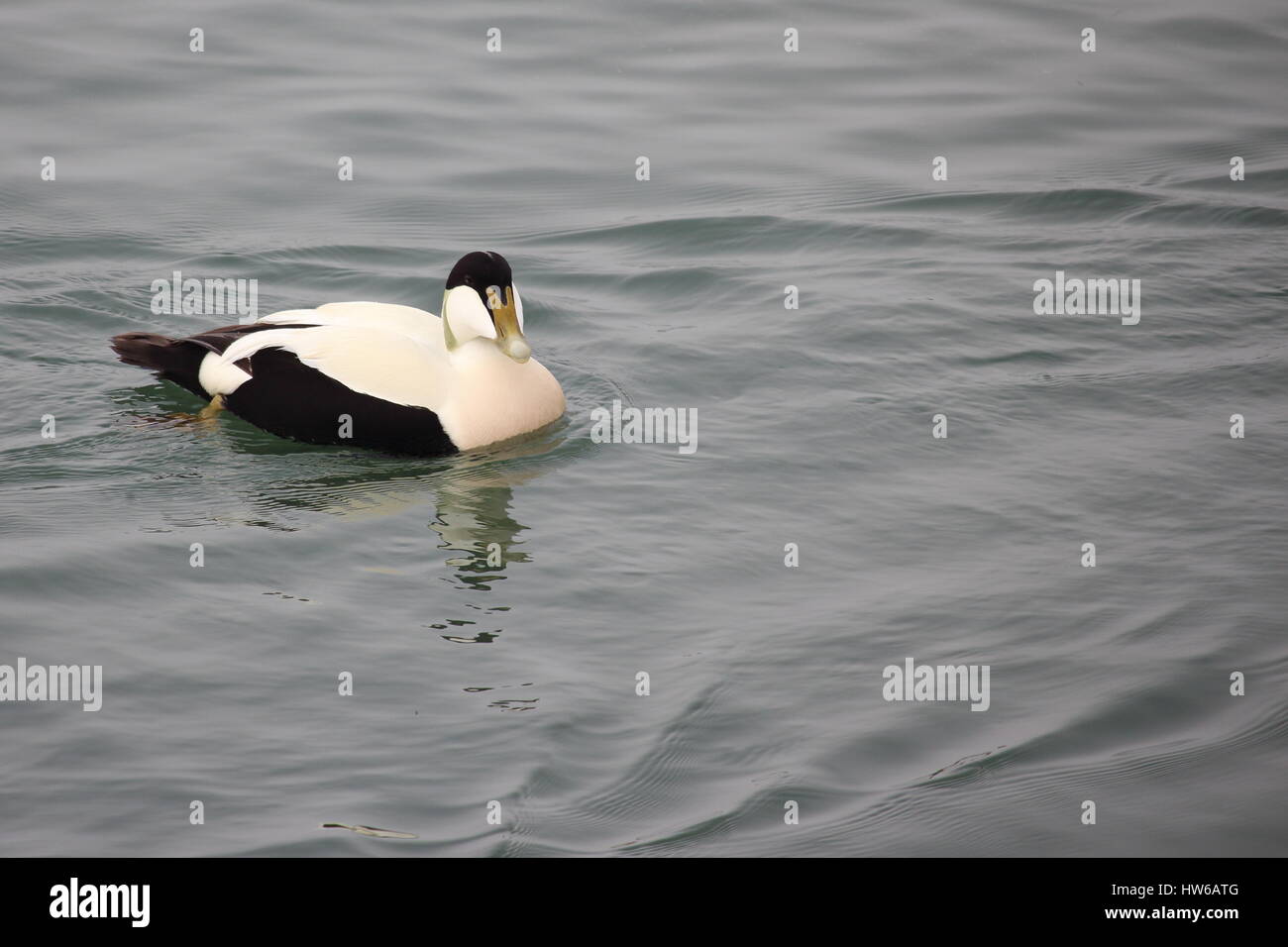 Eider Ente in das Meer im Paßgang Stockfoto