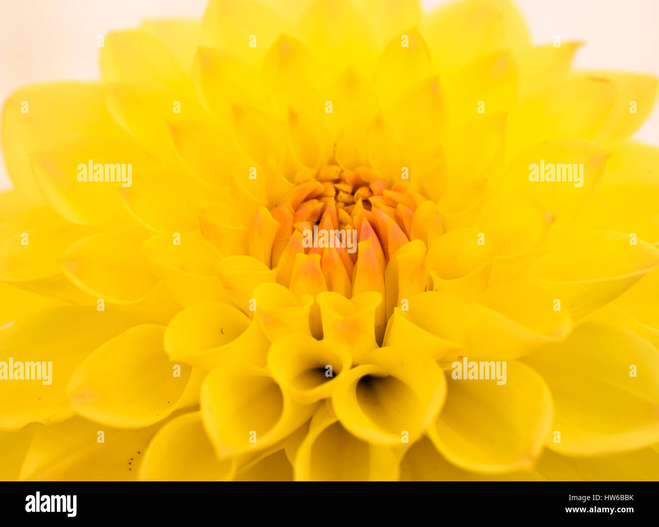 Gelbe Dahlie Blüte Nahaufnahme Stockfoto