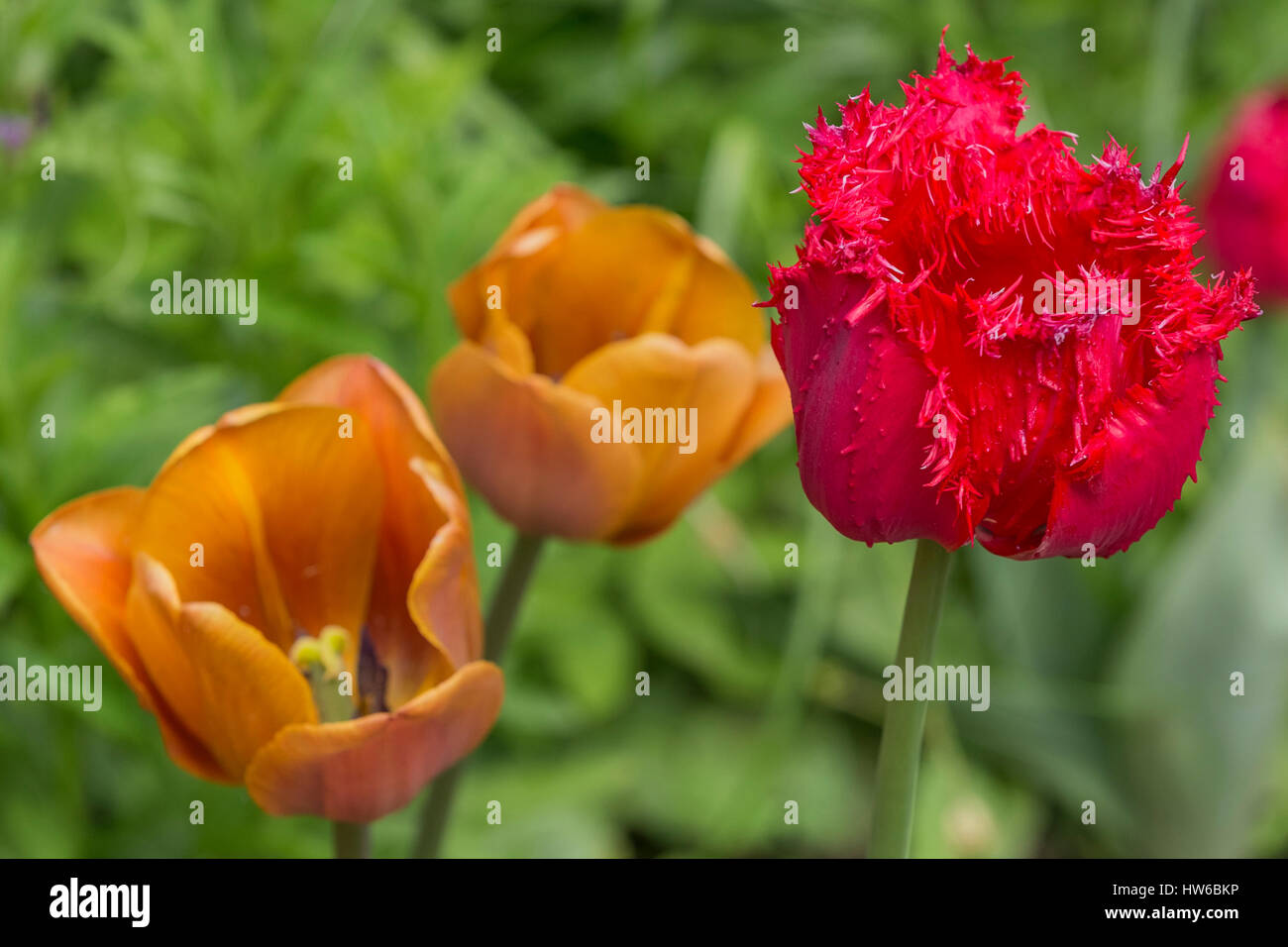 Auswahl Tulpen. Stockfoto