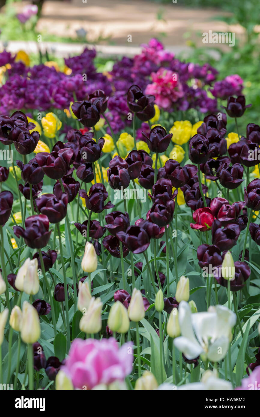 Königin der nacht botanischer garten Fotos und Bildmaterial in hoher