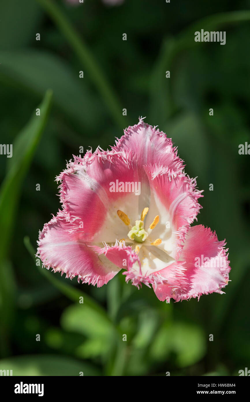 Auswahl Tulpen. Stockfoto