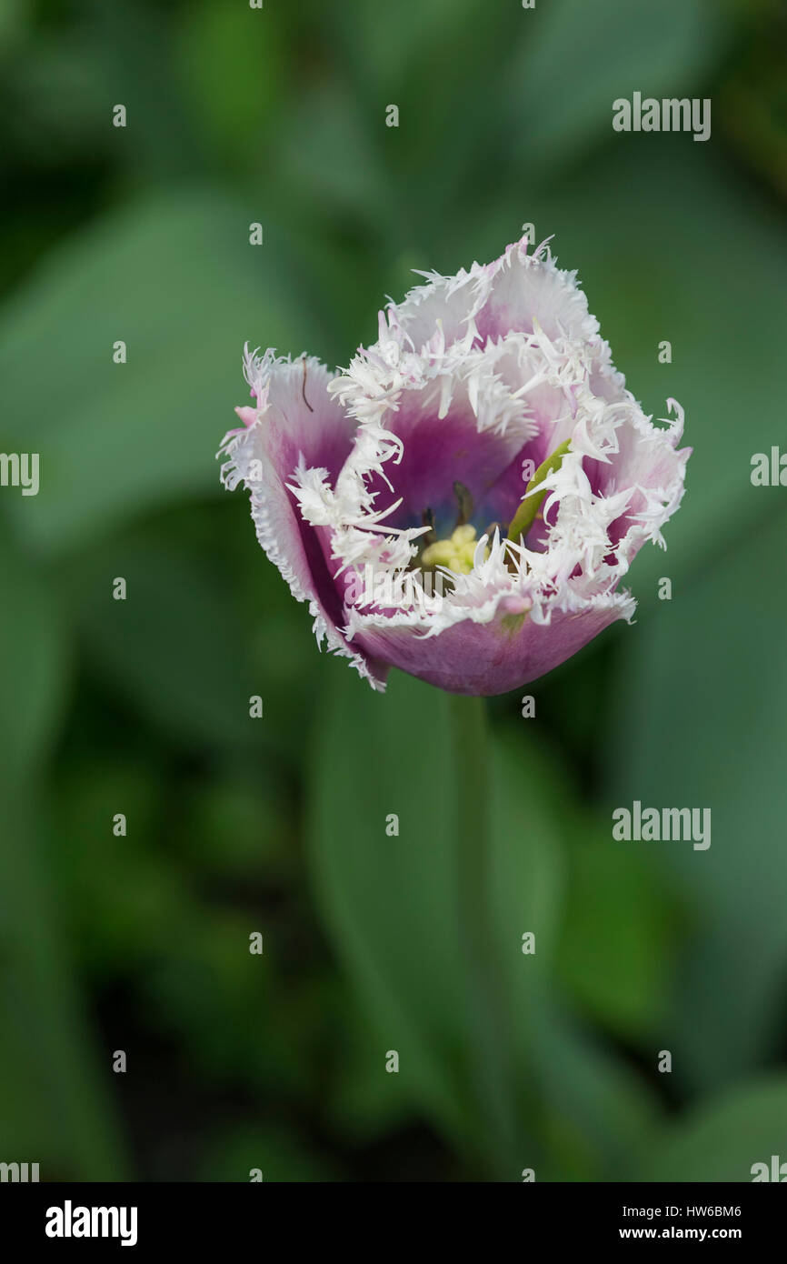 Auswahl Tulpen. Stockfoto