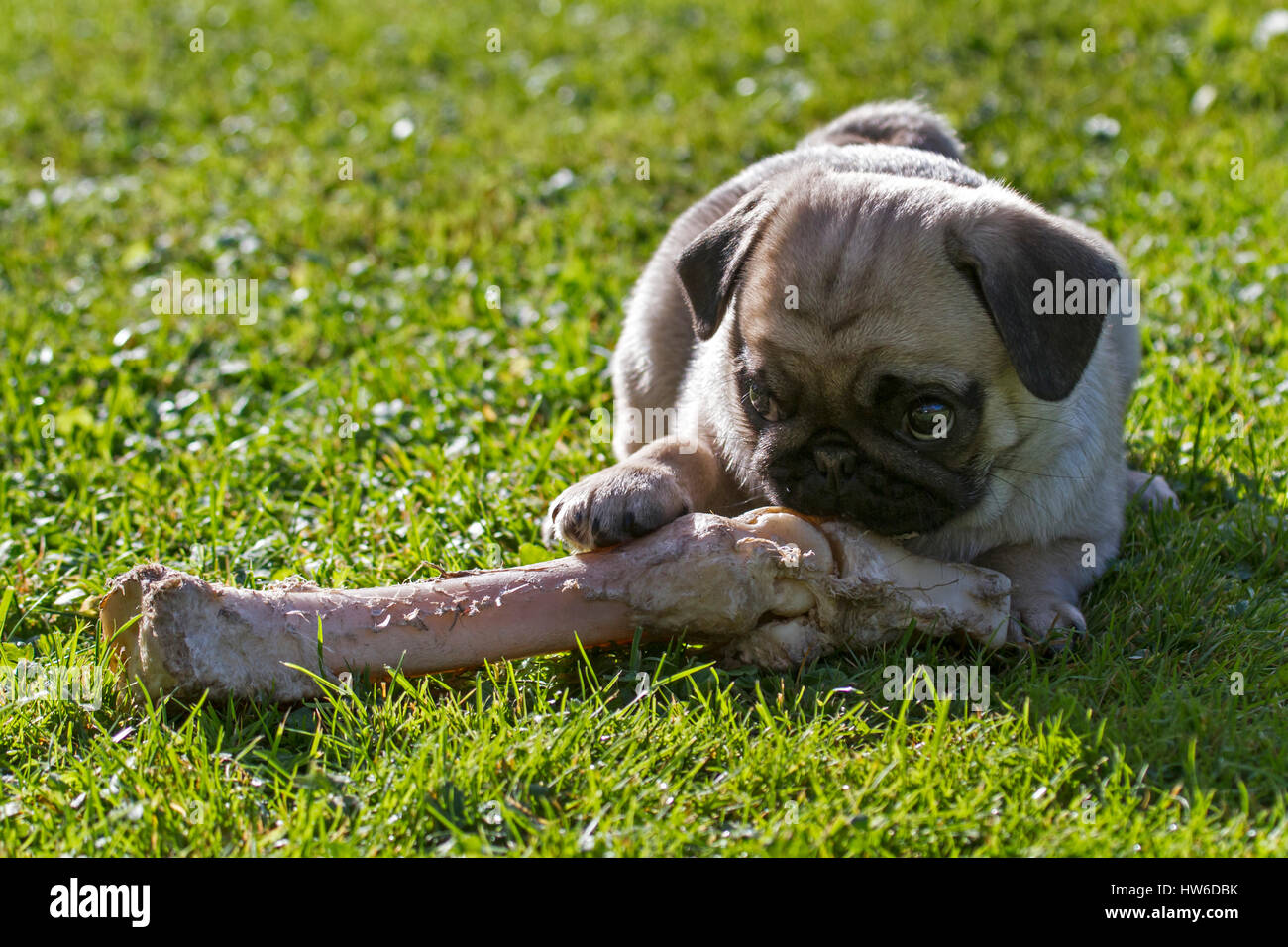 Mopswelpe Mit Einem Großen Knochen / Young Mops mit einem großen Knochen Stockfoto