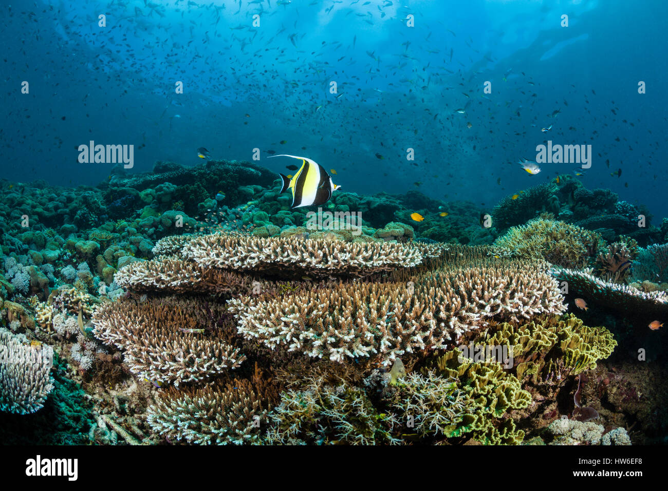 Maurische Idol über Coral Reef, Zanclus Cornutus, Raja Ampat, West Papua, Indonesien Stockfoto