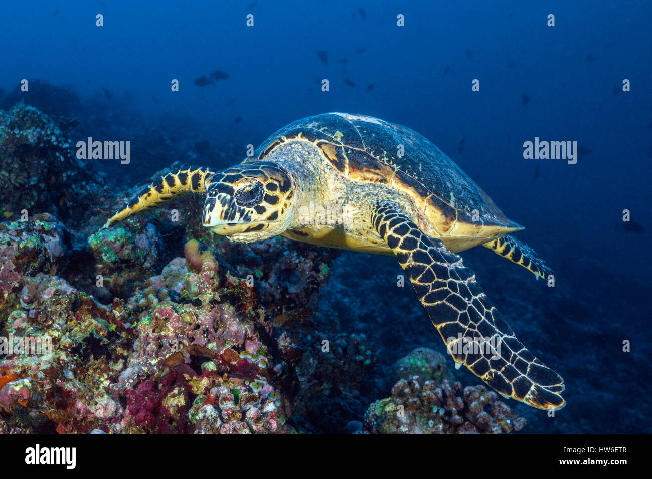 Echte Karettschildkröte, Eretmochelys Imbricata, Süd Male Atoll, Malediven Stockfoto
