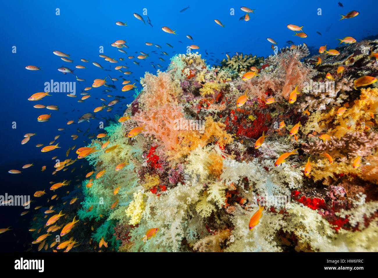 Farbige Weichkorallen, Nephthea sp, Felidhu Atoll, Malediven Stockfoto