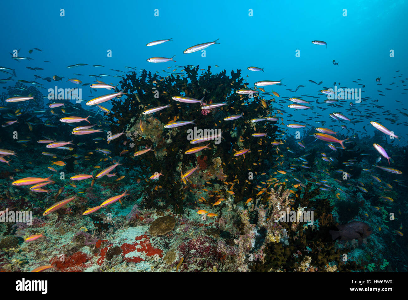 Pisang Füsiliere über Coral Reef, Pterocaesio Pisang, Süd Male Atoll, Malediven Stockfoto