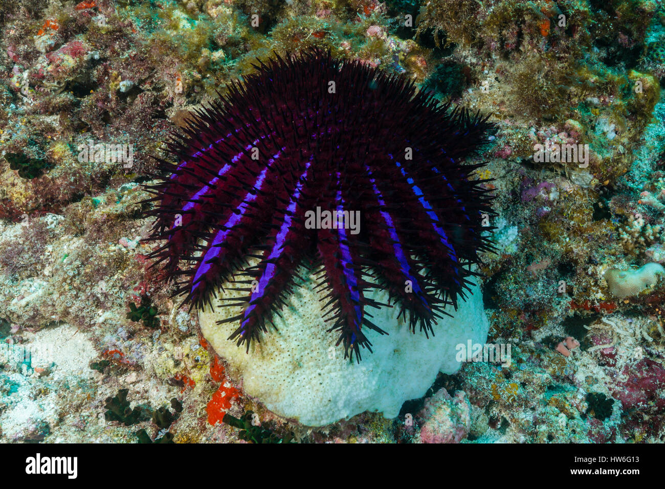 Crown-of-Dornen Seesterne, Acanthaster planci, Nord Male Atoll, Malediven Stockfoto