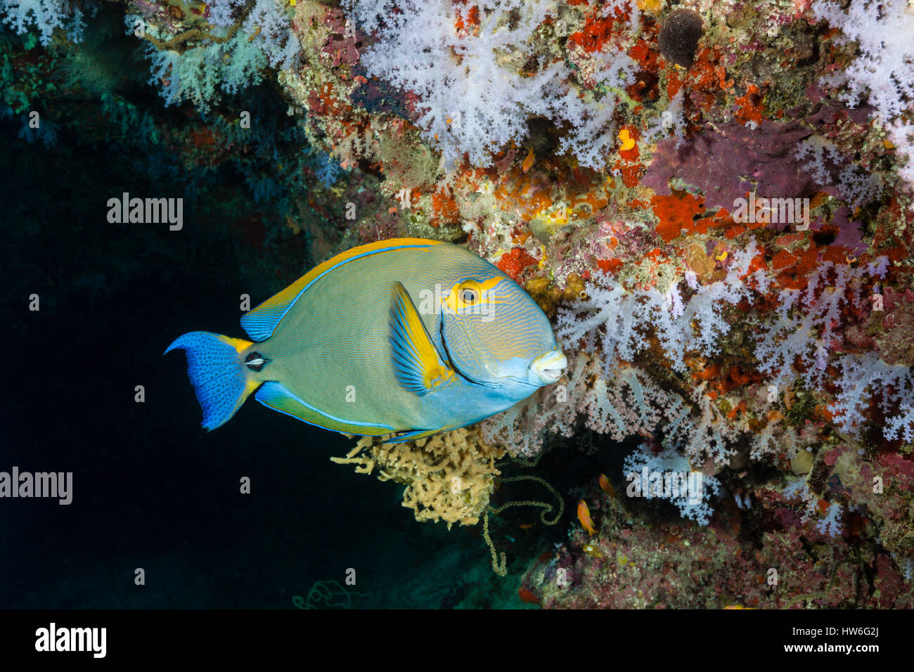 Gelbflossen-Doktorfisch, Acanthurus Xanthopterus, Felidhu Atoll, Malediven Stockfoto