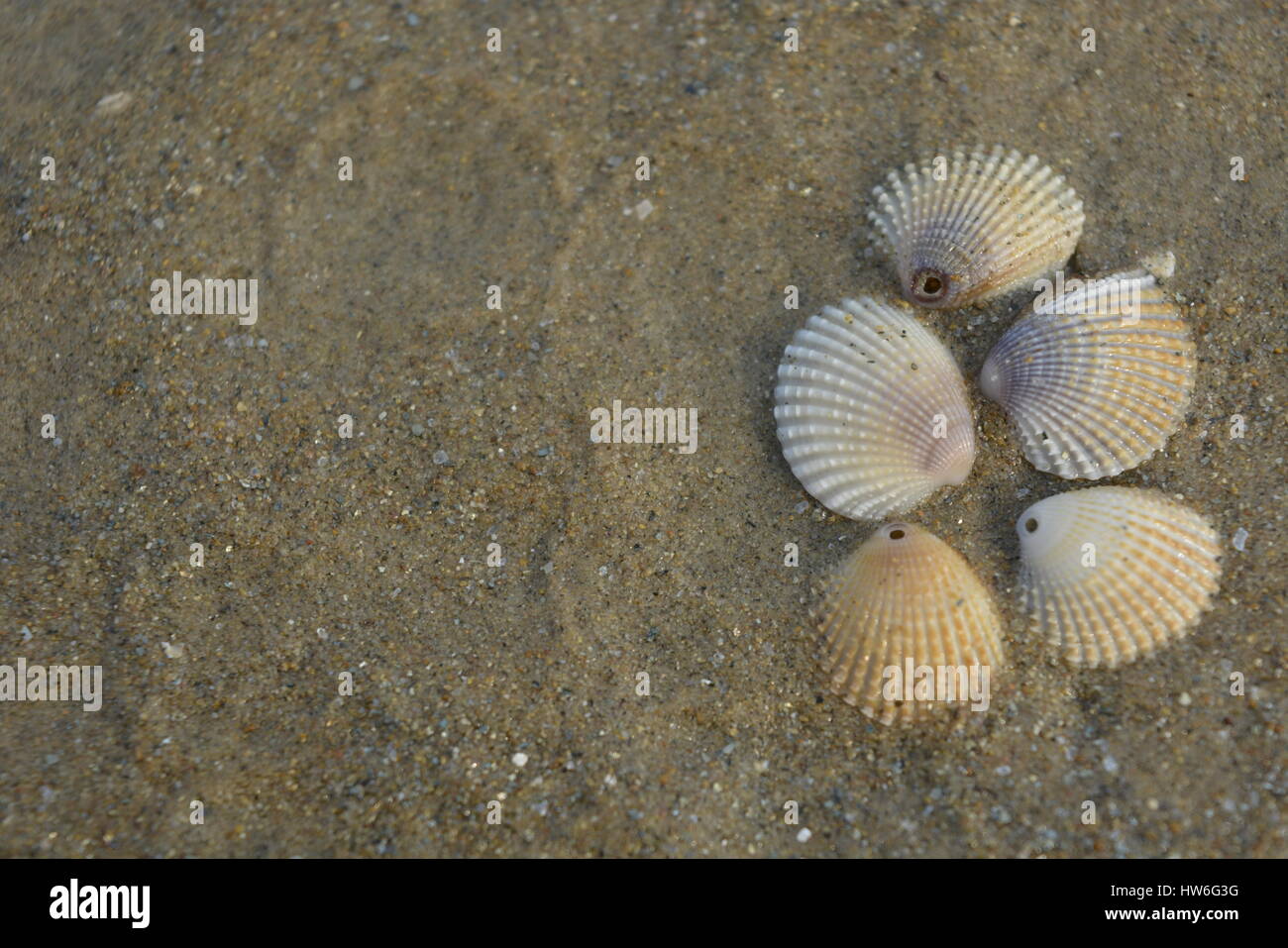 fünf Muscheln am Strand Stockfoto