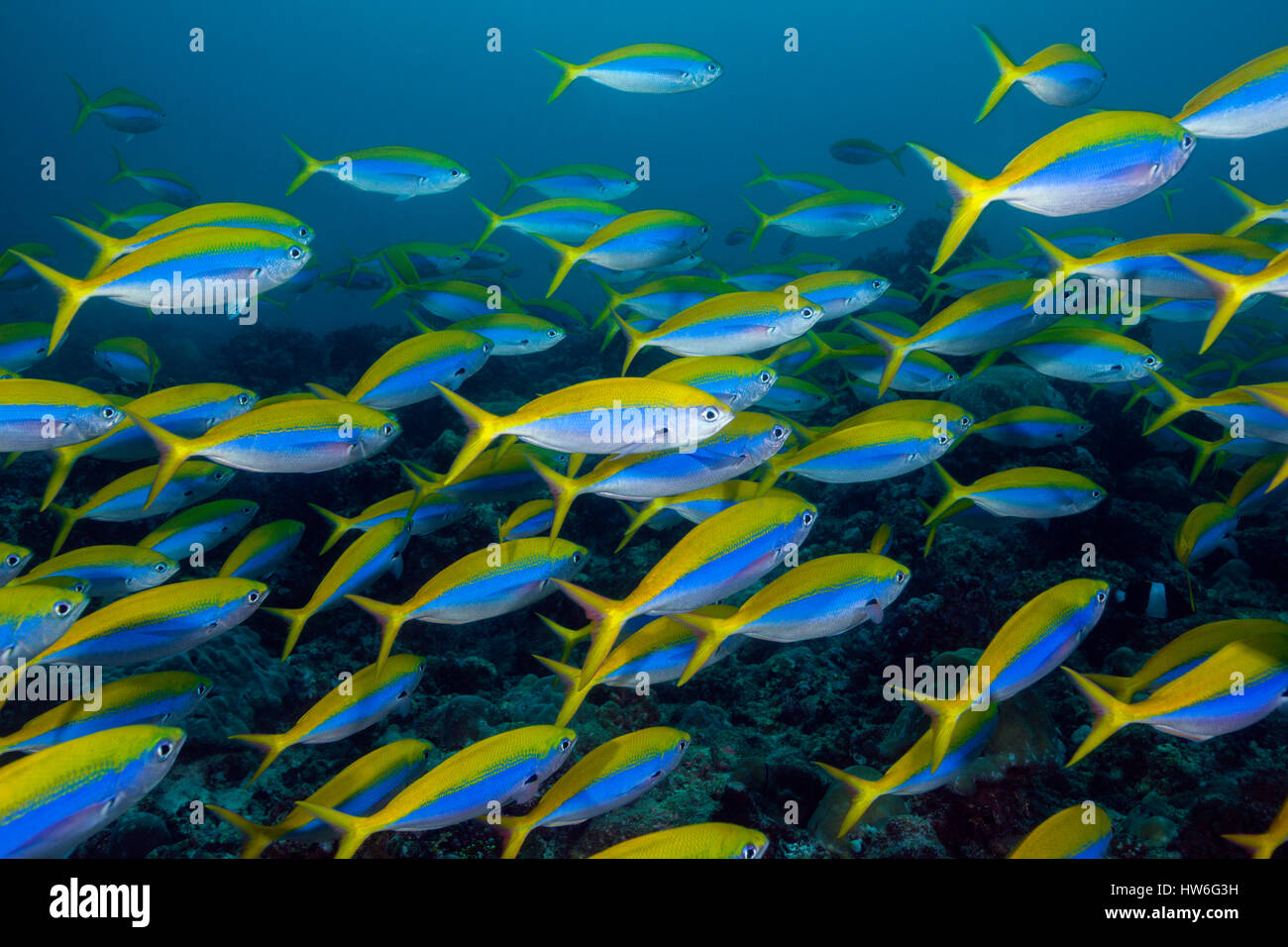 Schwarm von Yellowback Fusilier, Caesio Teres, Süd Male Atoll, Malediven Stockfoto