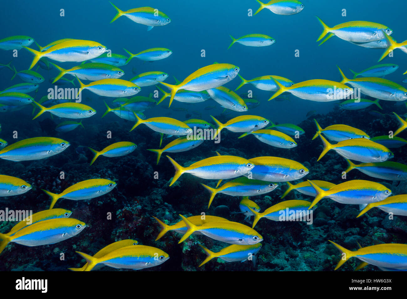 Schwarm von Yellowback Fusilier, Caesio Teres, Süd Male Atoll, Malediven Stockfoto