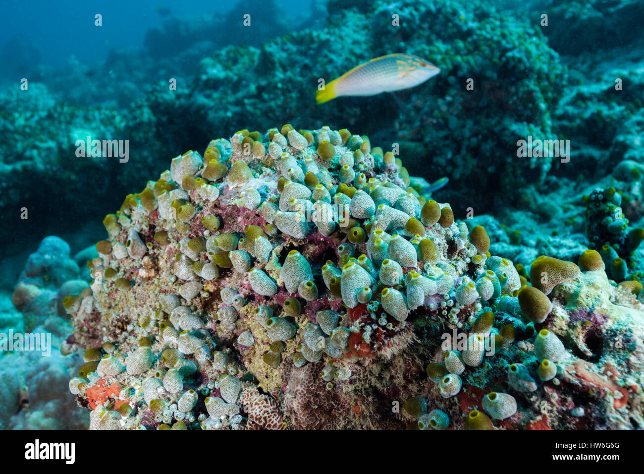 Green Reef Didemnum, Didemnum Molle, Felidhu Atoll, Malediven Stockfoto