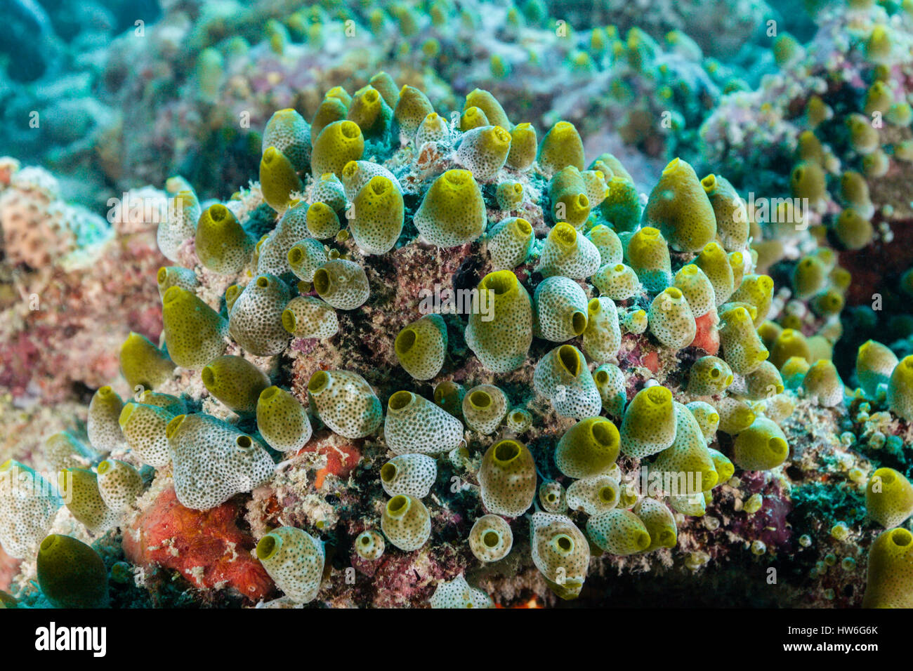 Green Reef Didemnum, Didemnum Molle, Felidhu Atoll, Malediven Stockfoto
