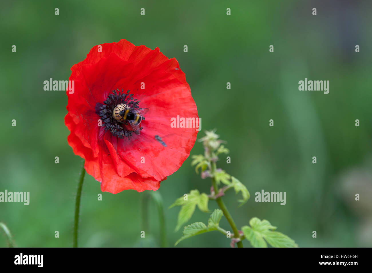 Hummel auf Roter Mohn in grünen Hintergrund Stockfoto