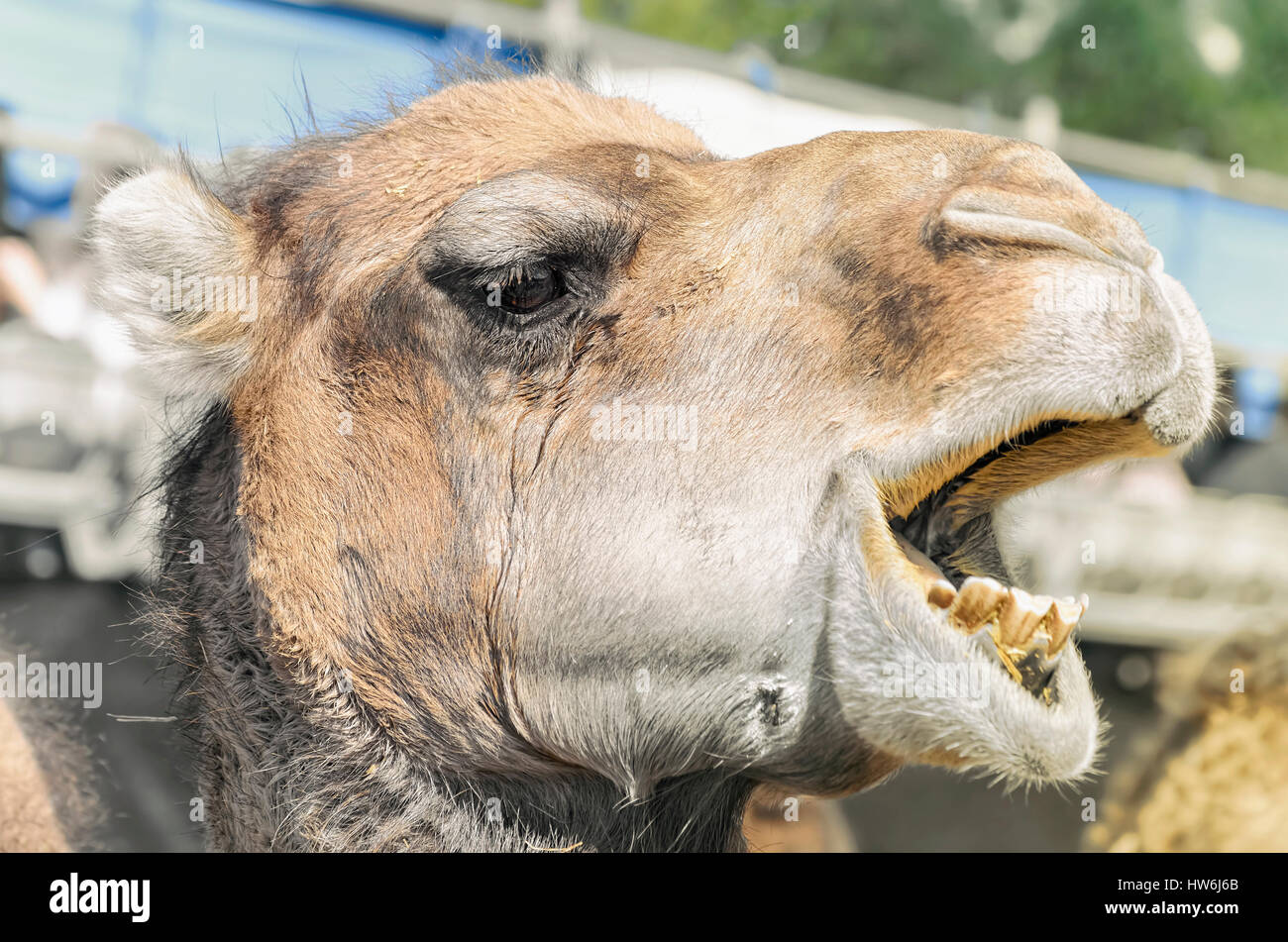 Camelus Dromedarius. Profil von einem Dromedar, auch genannt das arabische Kamel. Moment, wenn er den Mund offen hat und seine Zähne zeigen. Close-up. Stockfoto