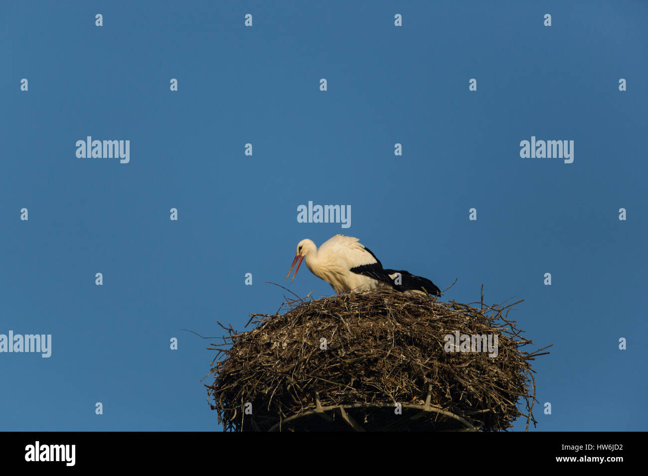 eine natürliche Weißstorch (Ciconia Ciconia) nisten mit blauem Himmel Stockfoto