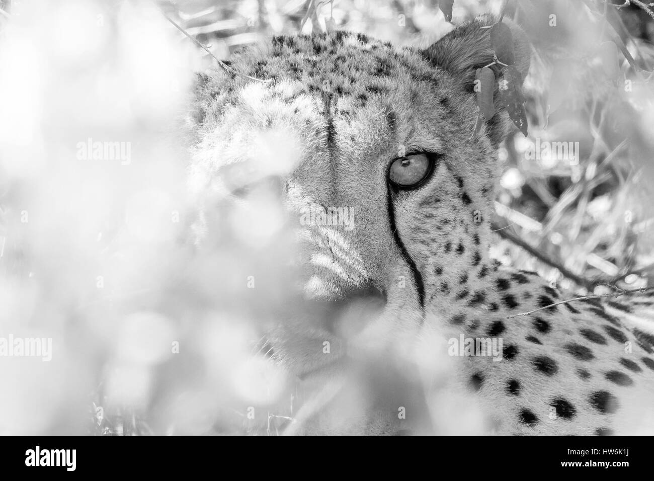 Geparden verstecken und suchen mit der Kamera Stockfoto