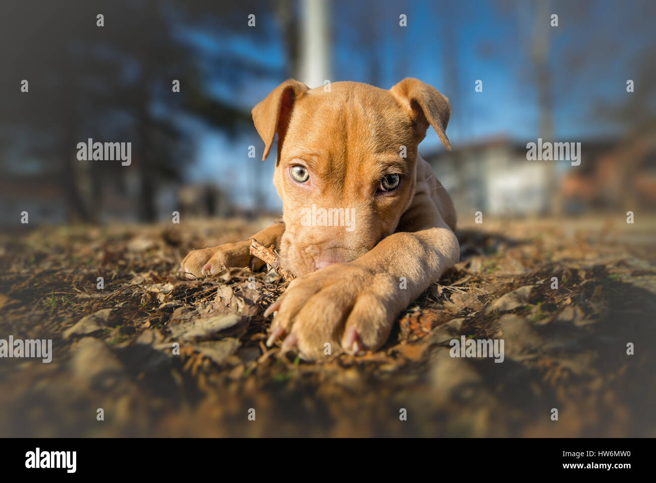Porträt von niedlichen gelben Terrier Welpen Stockfoto