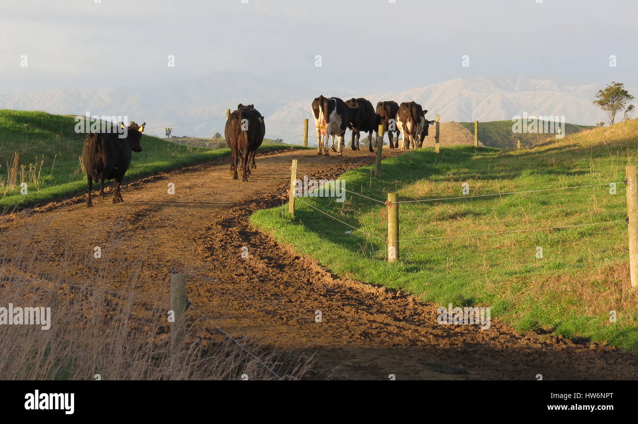 New Zealand haben Milchkühe Melken zu beenden und zurück über Hügel frische Fahrerlager des Grases. Stockfoto