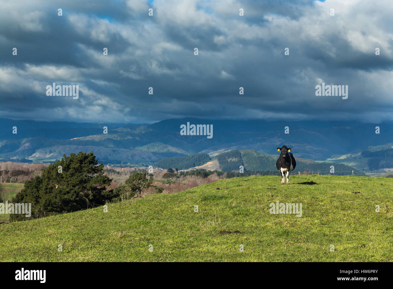 Friesen Kuh stehend auf einem Hügel auf der Suche sehr allein oder hinter sich gelassen. Stockfoto