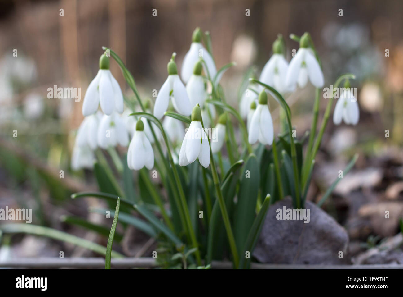 weißer Frühlingsblumen Stockfoto