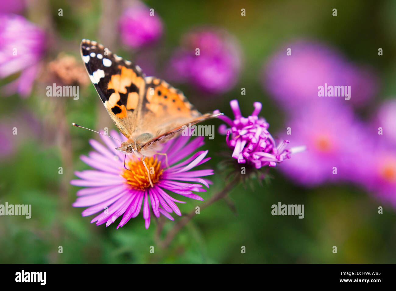 Schmetterling auf einer violetten Blume hautnah. ein Schmetterling auf Stockfoto