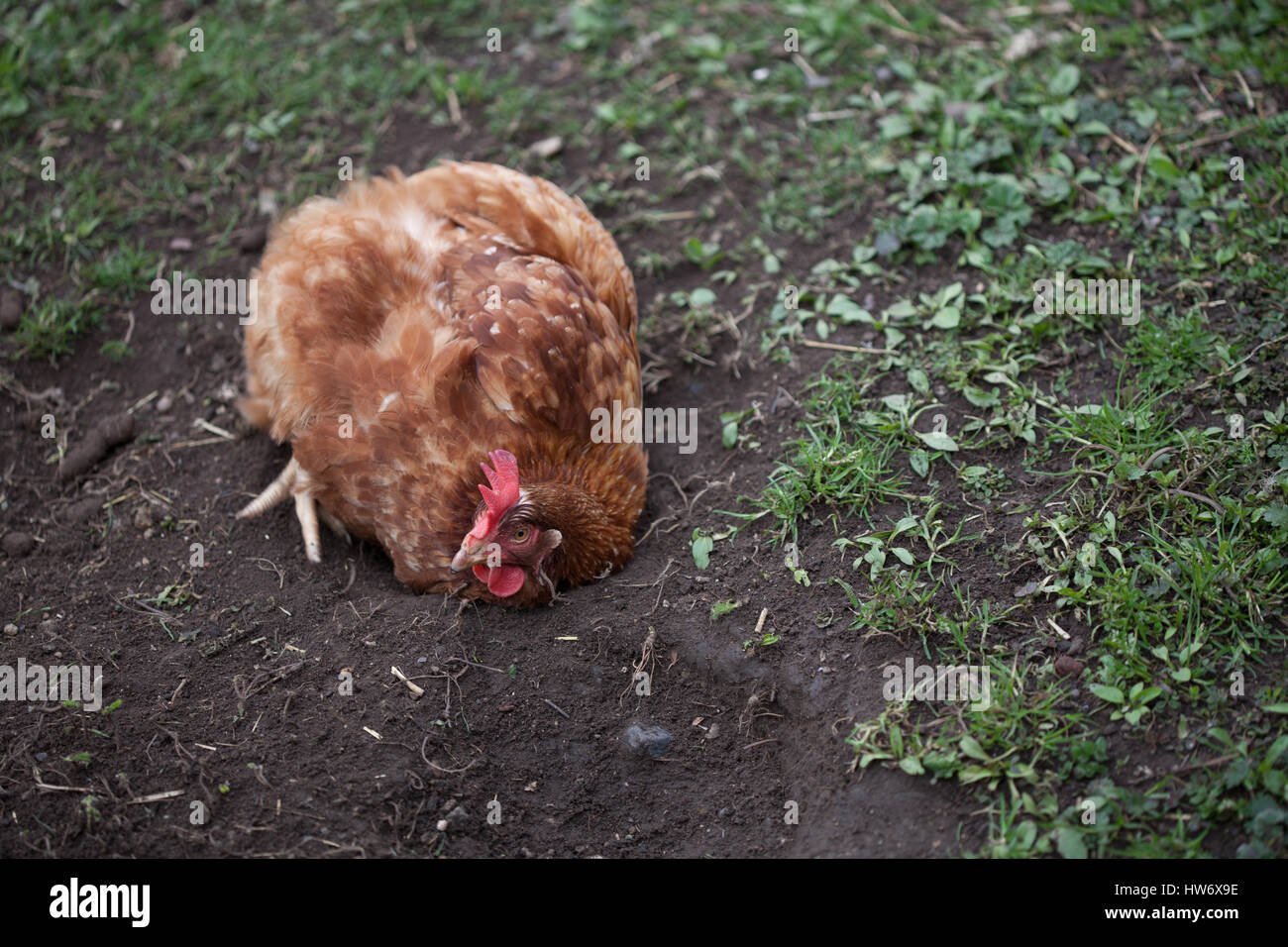 Huhn Stockfoto