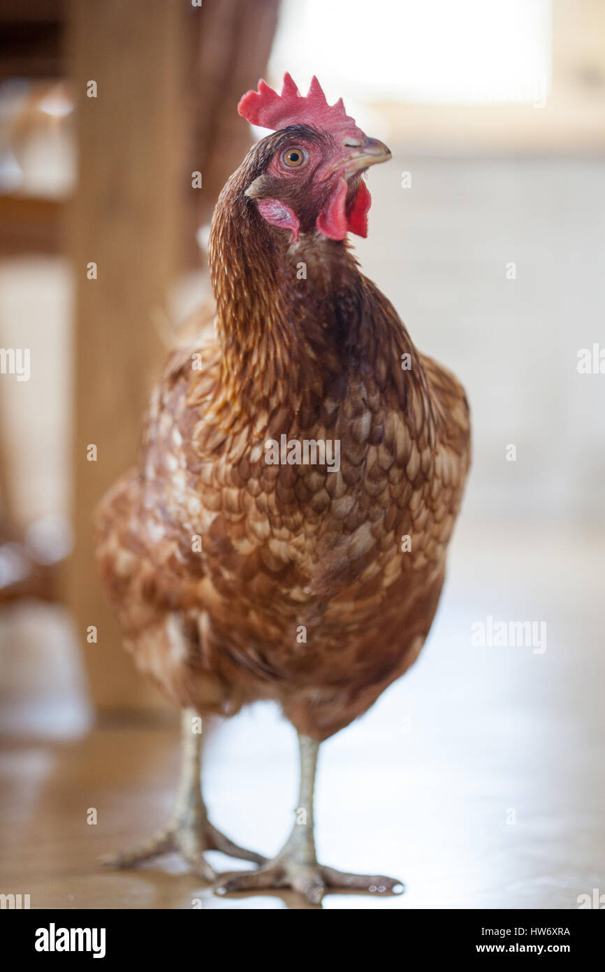 Haustier Huhn in Küche Stockfoto