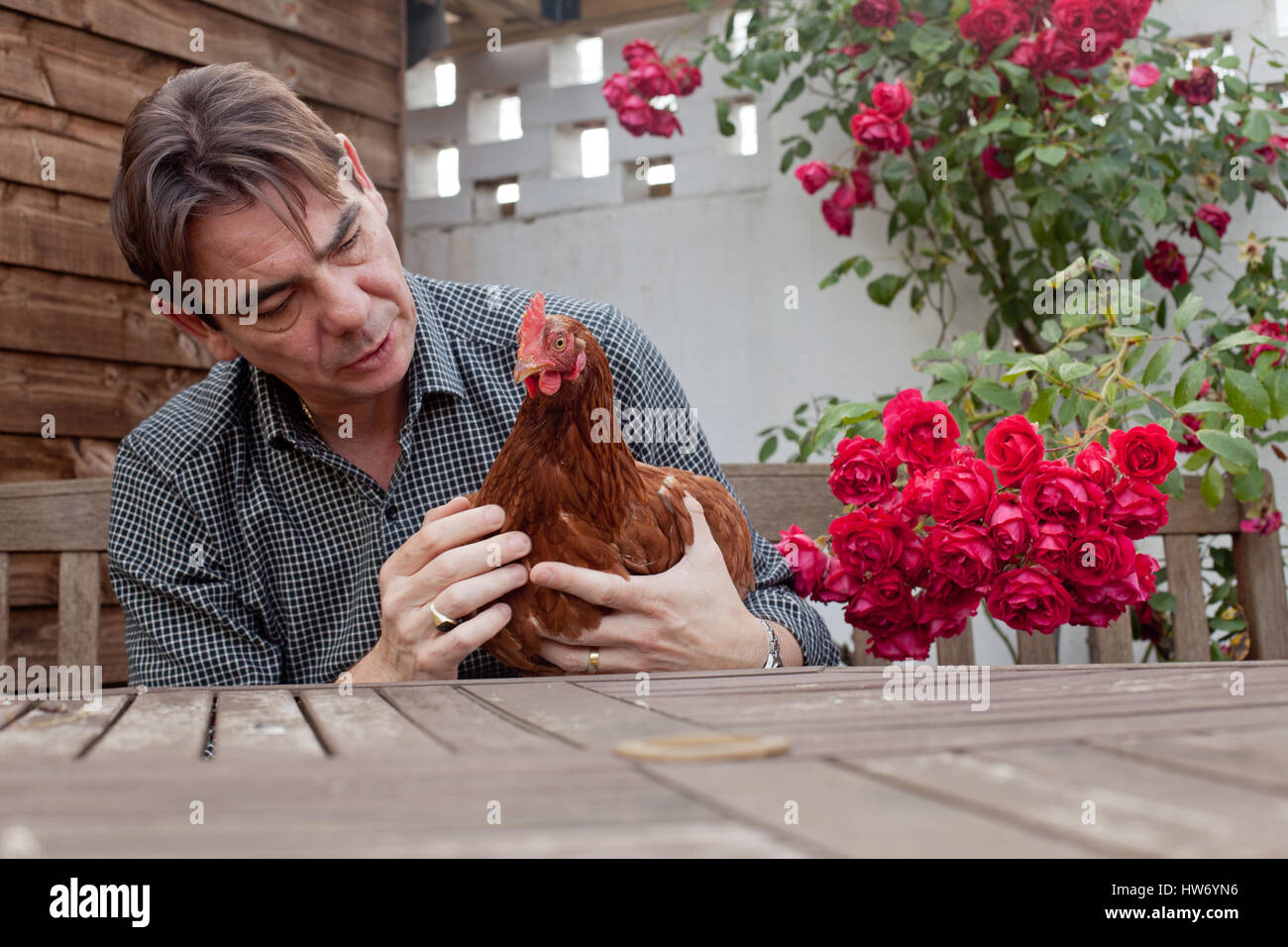 Mann hält Hühner Im Garten Stockfoto