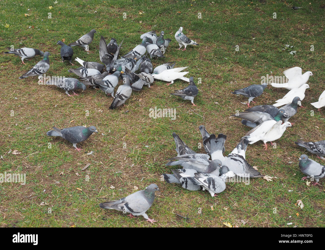 Viele häusliche Taube Vogel Tiere in der Wiese Stockfoto