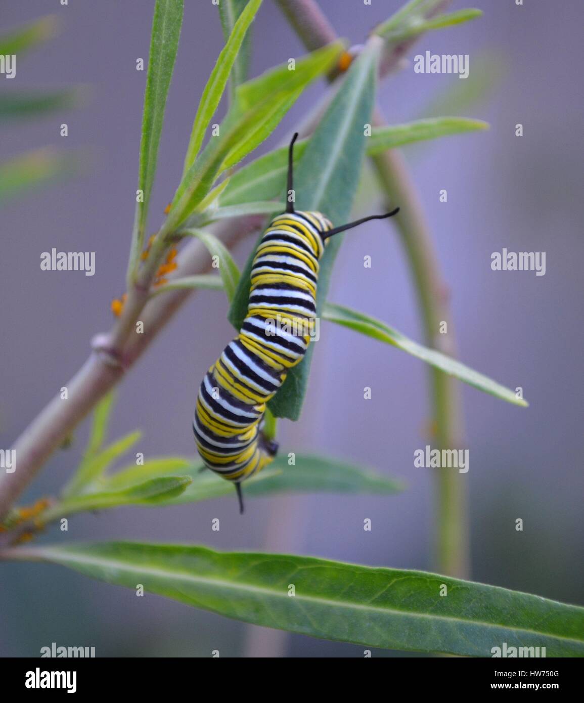 Monarch Raupe Essen fährt von der Wolfsmilch-Anlage Stockfoto