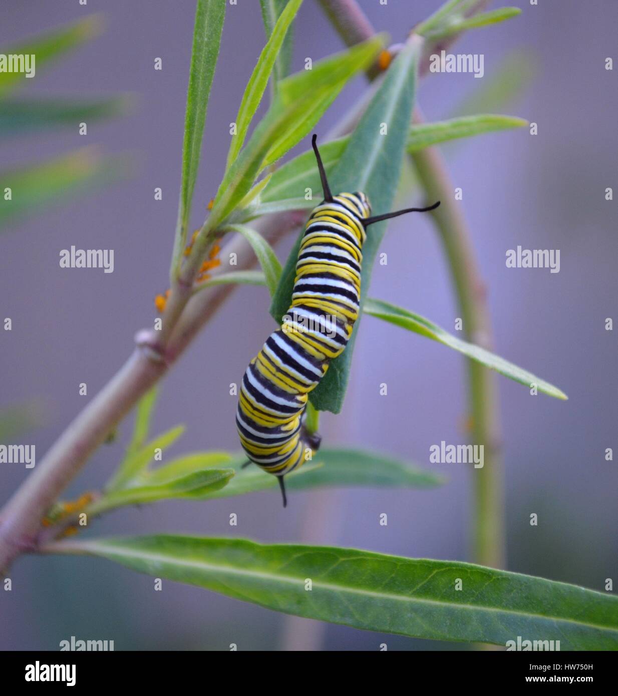 Monarch Raupe Essen fährt von der Wolfsmilch-Anlage Stockfoto