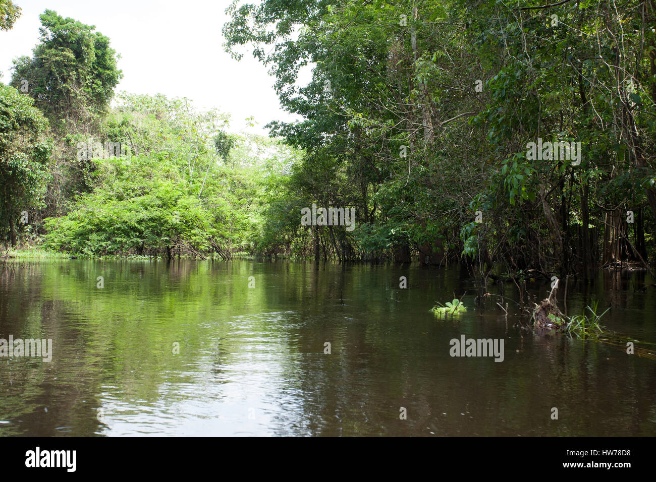 Panorama vom Amazonas-Regenwald, brasilianische Feuchtgebiet Region. Schiffbaren Lagune. Südamerika-Wahrzeichen. Amazonien Stockfoto