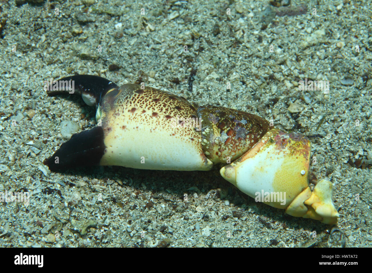 Klaue der Runde Krabbe (Xantho Poressa) Unterwasser im Mittelmeer Stockfoto