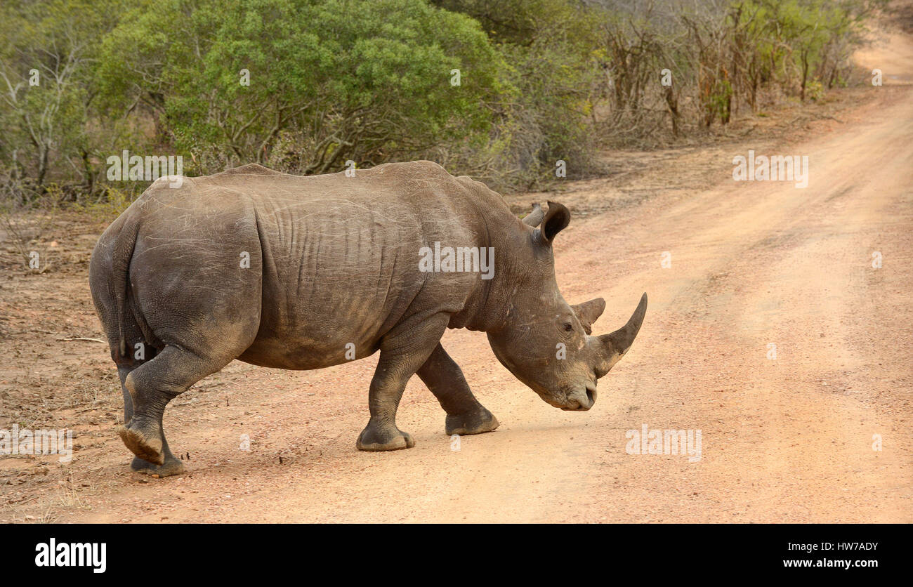 Weiterten Nashörner im Krüger Nationalpark in Südafrika, dessen Hörner sind abhängig von Wilderei und macht das Tier gefährdet. Stockfoto