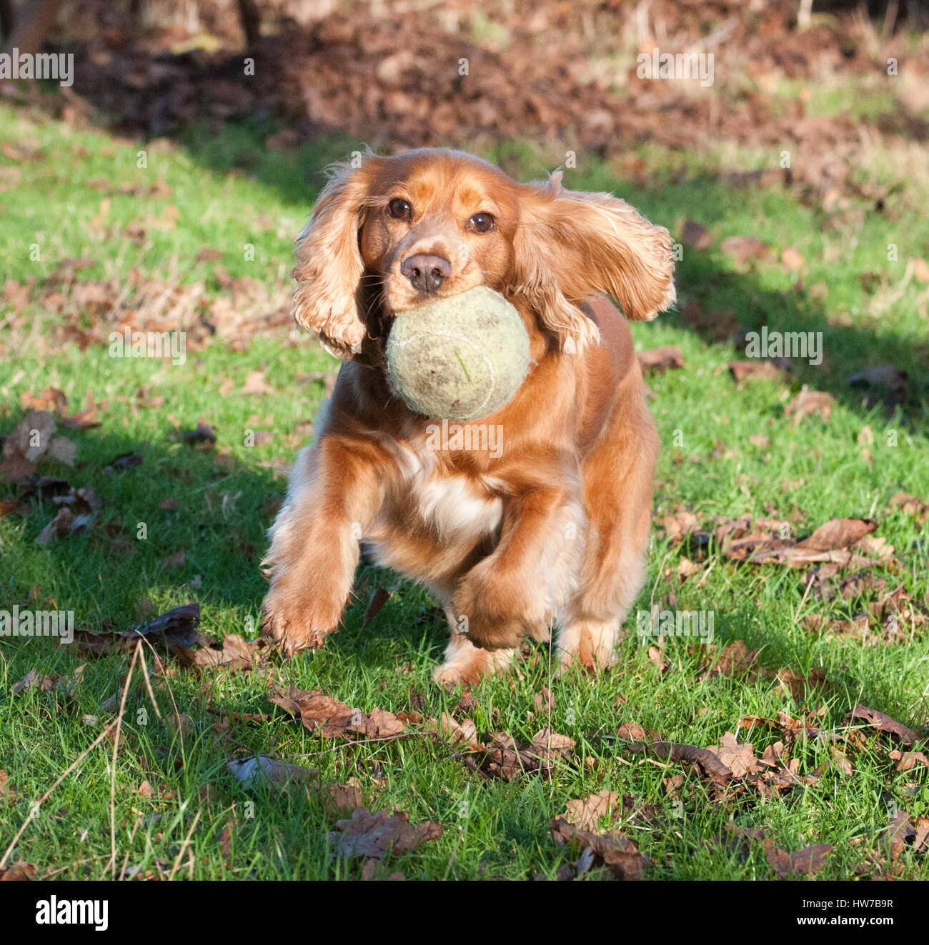 Sprocker laufen mit Ball im Mund Stockfoto