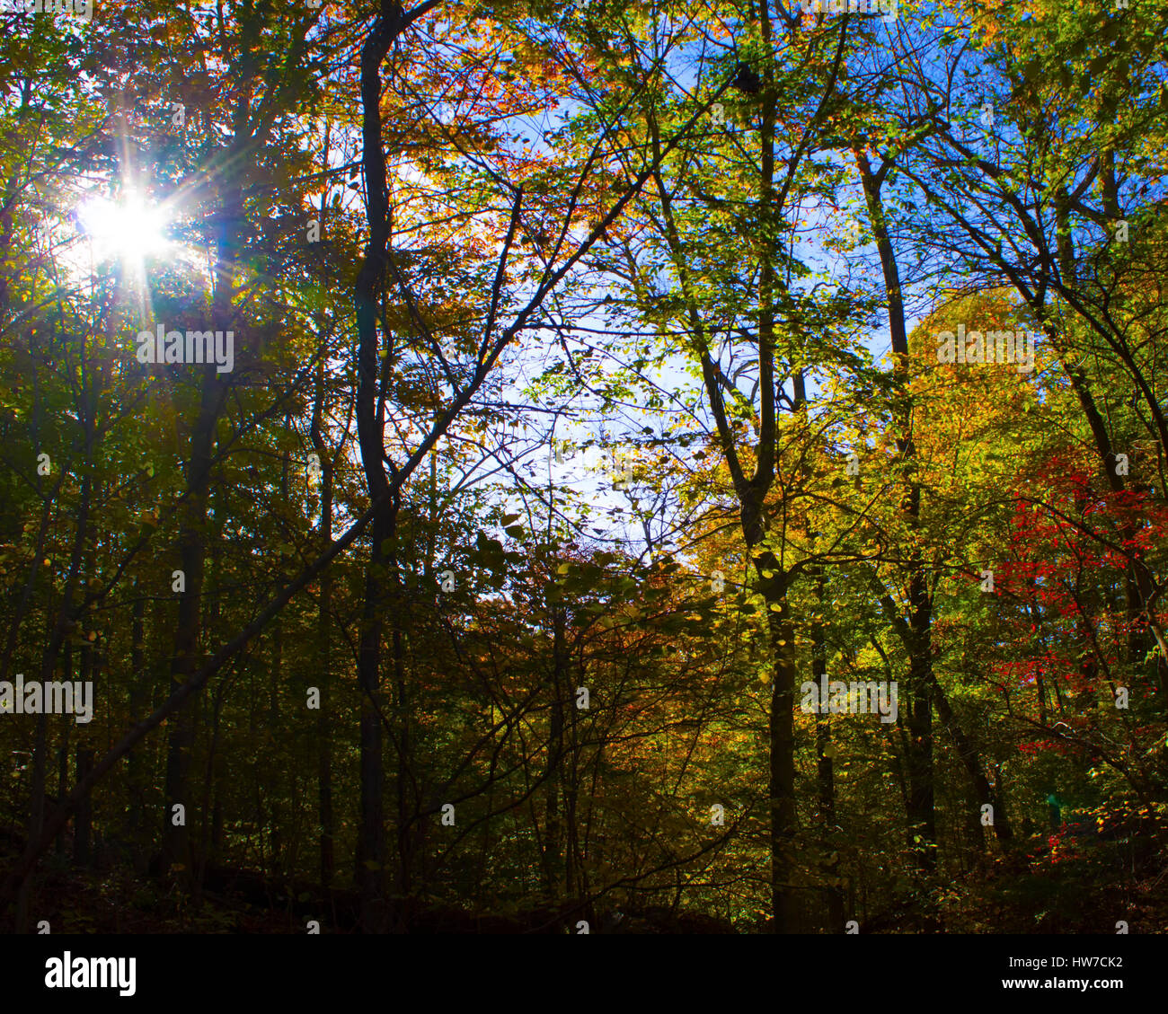 Nachmittag Sonne Filter durch Bäume im Herbst Stockfoto
