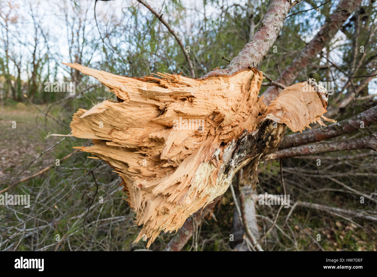 Gebrochene Stamm, stumpf, die Verlegung in den Wald Stockfoto