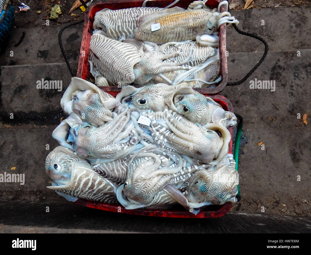 Tintenfisch auf dem Markt in Kochin, Kerala, Indien Stockfoto