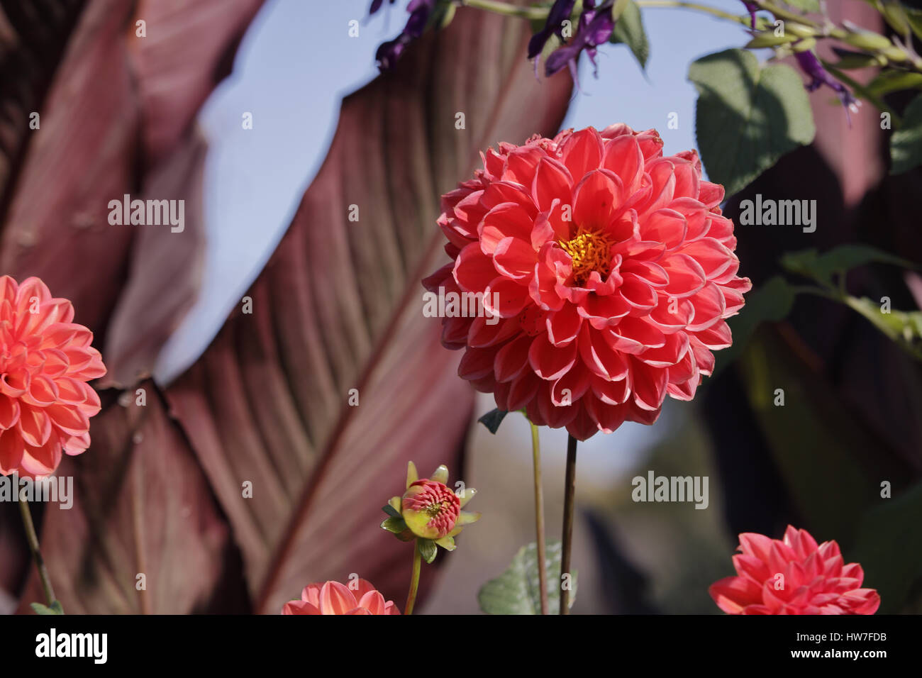 Eine große, voll erblühte rosa Blume Stockfoto