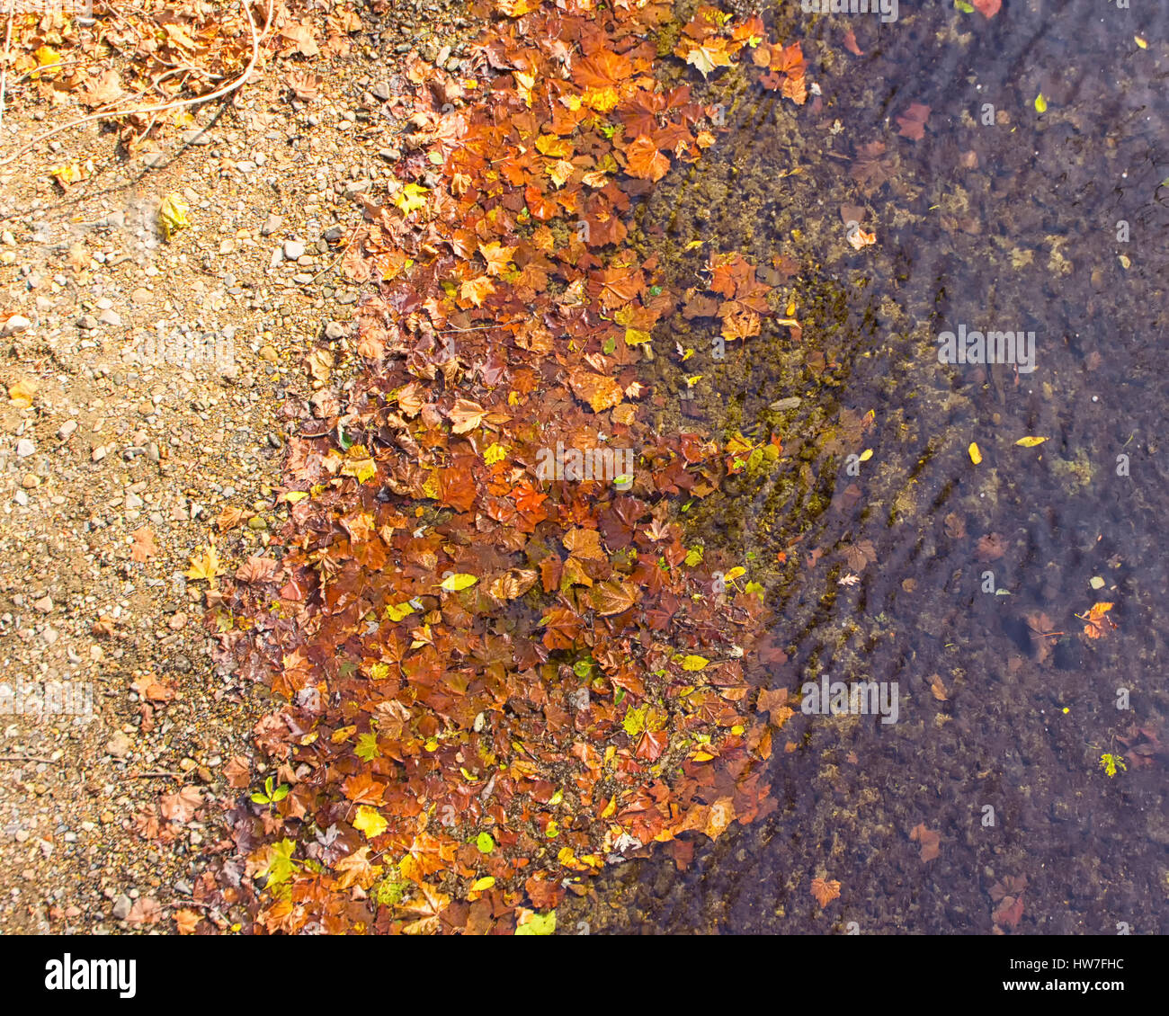 Herbstlaub am Rand des Flusses Stockfoto