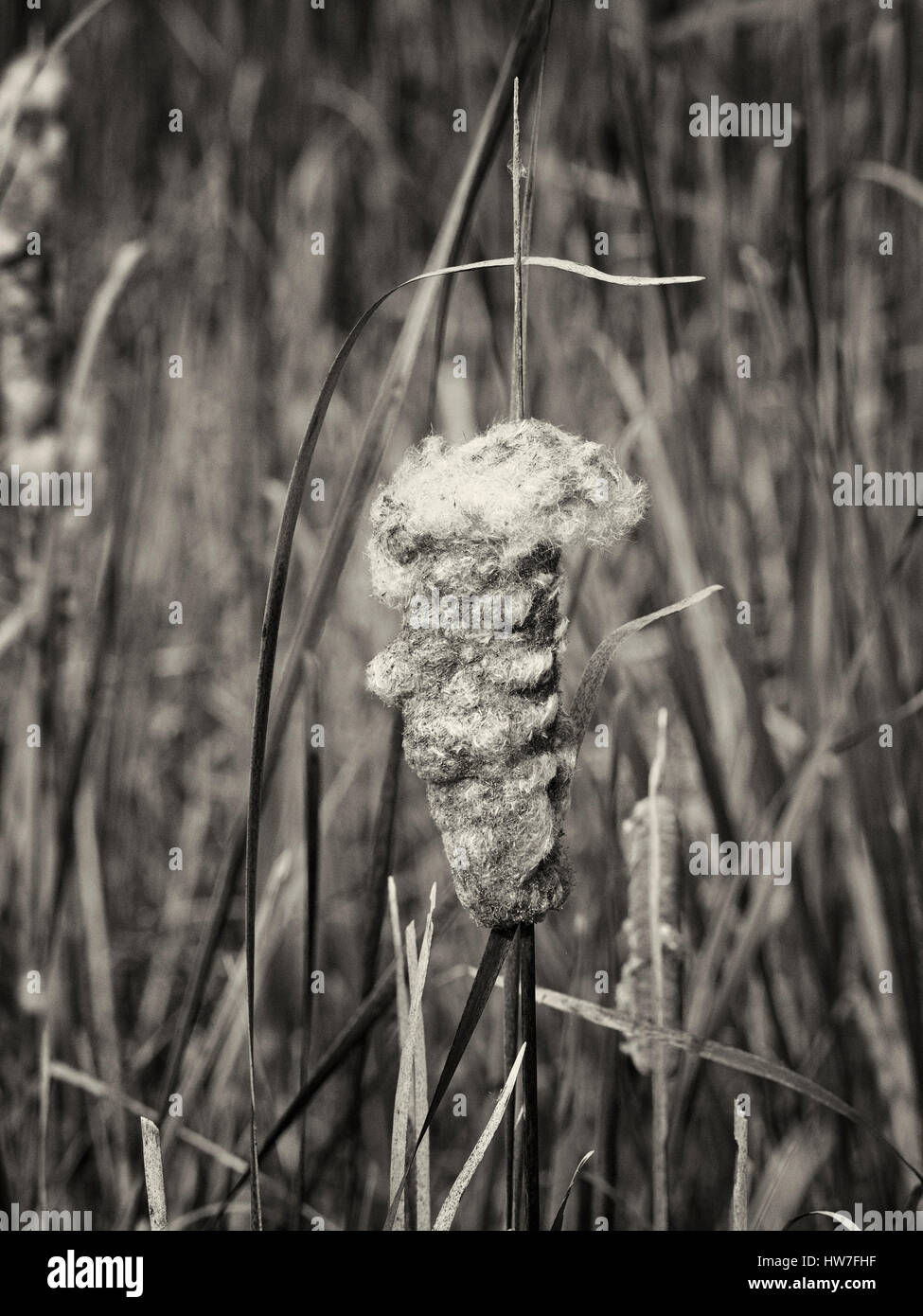 Cattail in Blüte bei Blackwater nwr in Schwarzweiß Stockfoto