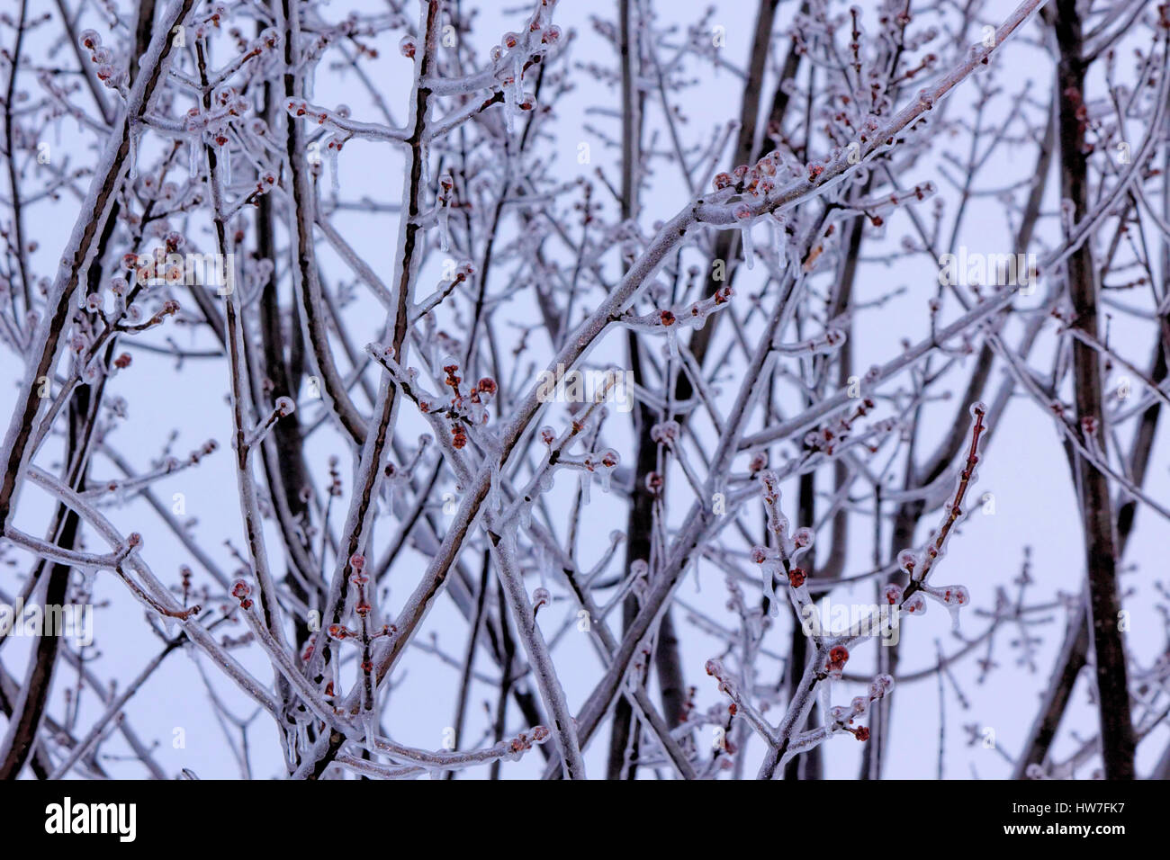 Eiszapfen von den ersten Winter Storm 2016 in Maryland Stockfoto