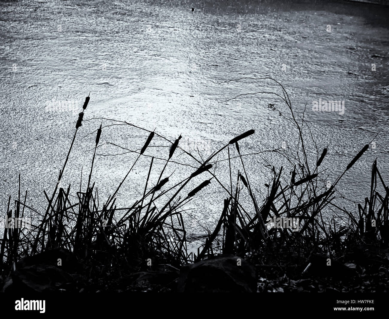 Cattails am Rande von gefrorenen Teich in Silhouette Stockfoto