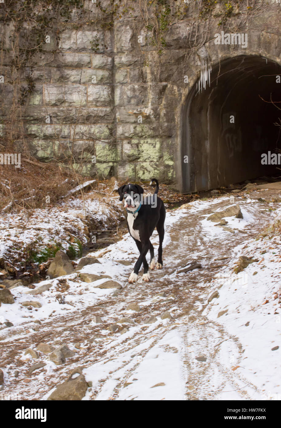 Dogge auf Schnee Trail Stockfoto