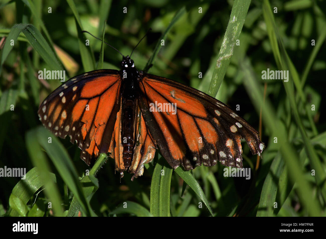 Monarch-Schmetterling Stockfoto